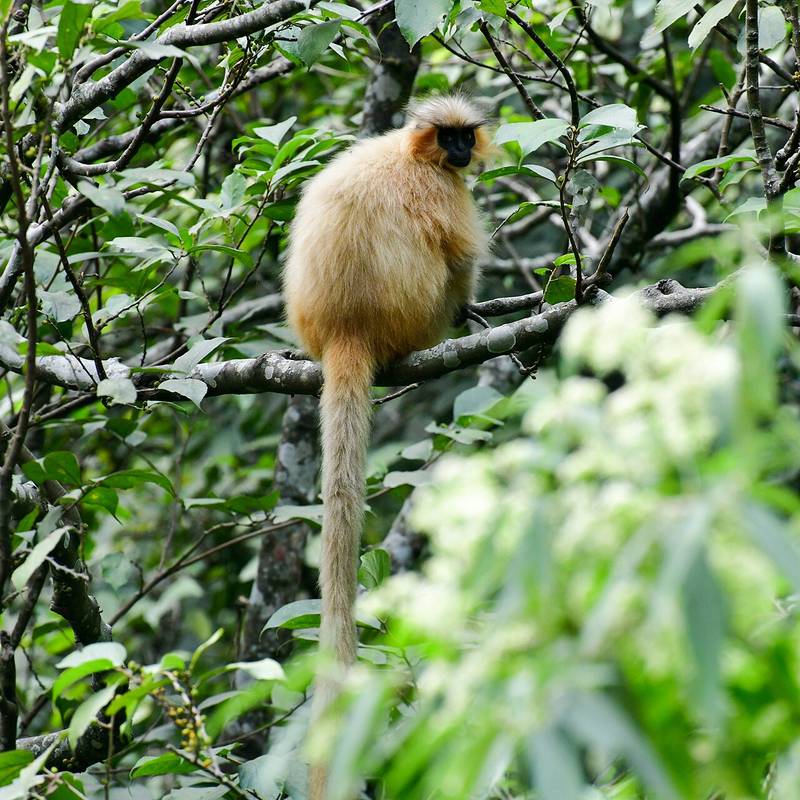 A golden langur in Zhemgang district, next to the trek area.