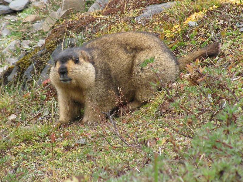 A Himalayan marmot at the Tsho Phu lakes above Jangothang, about 4,100 m.