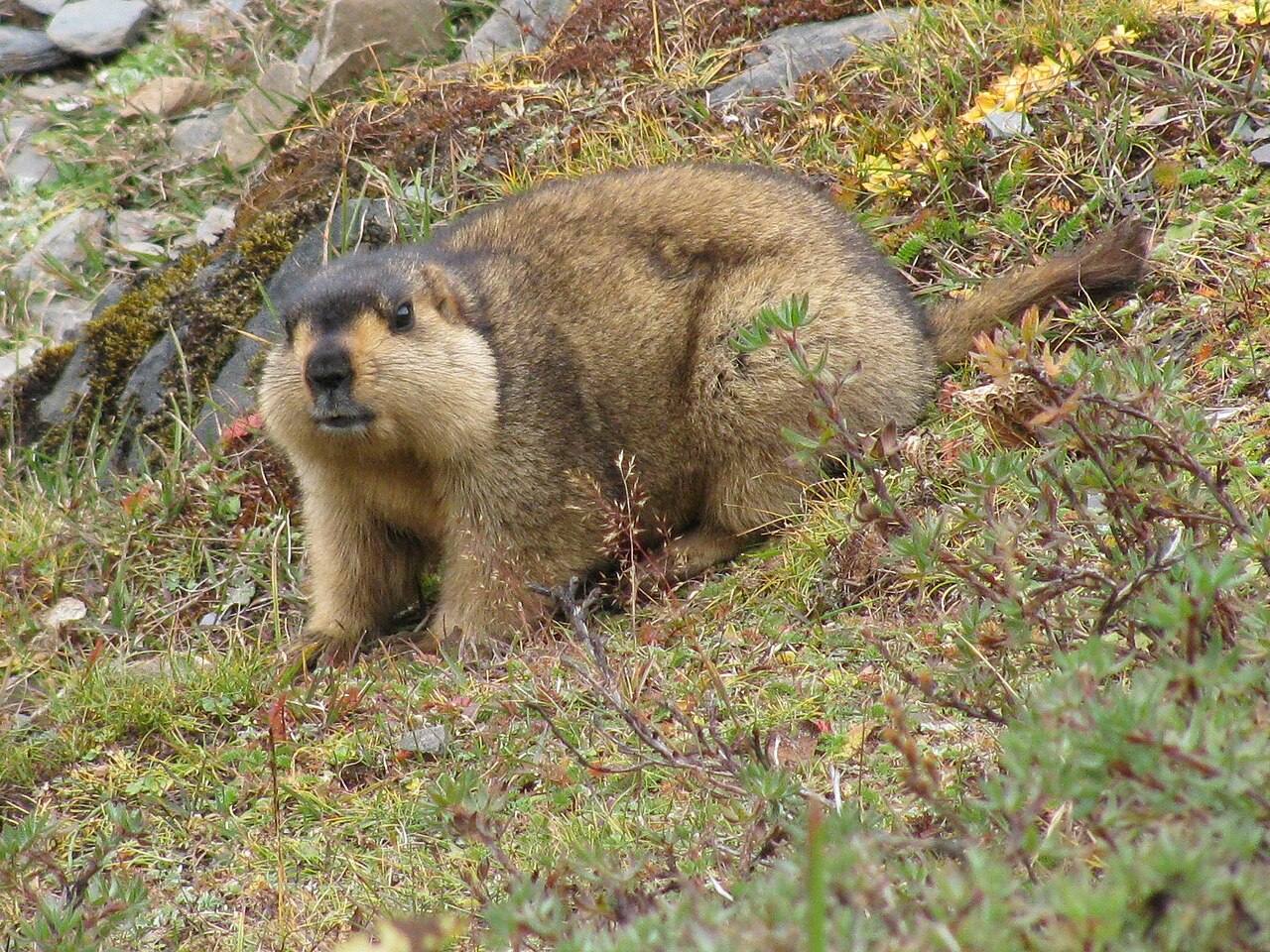 A Himalayan marmot on a grassy slope