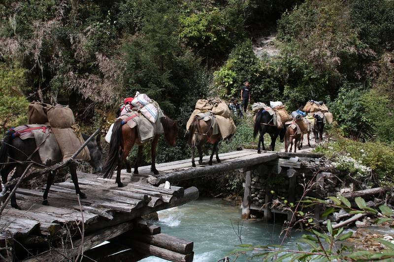 A line of pack ponies crossing a wooden bridge over a stream