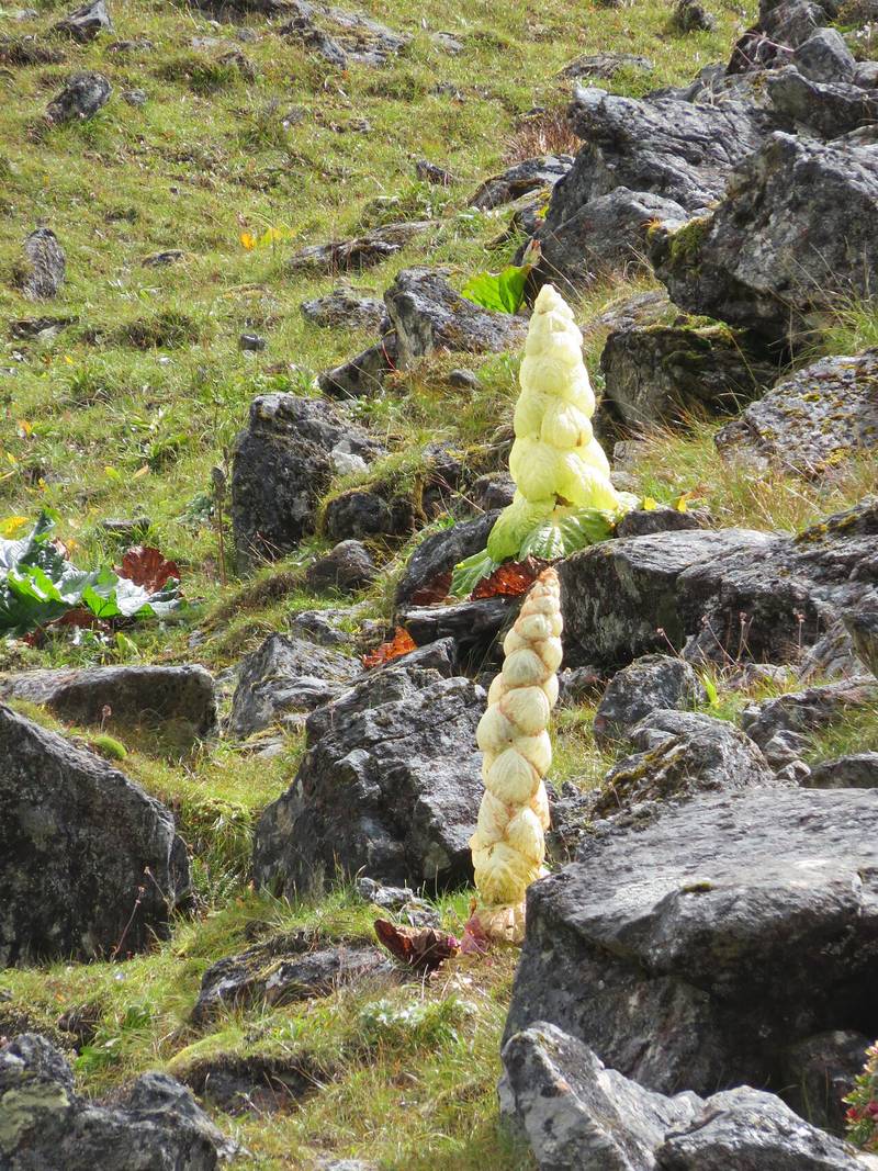 Noble rhubarb between Robluthang and Limithang, on the way to Laya.