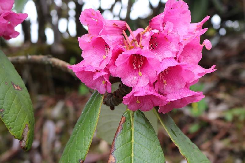 Rhododendron kesangiae, found only in Bhutan, at Pele La on day 3.