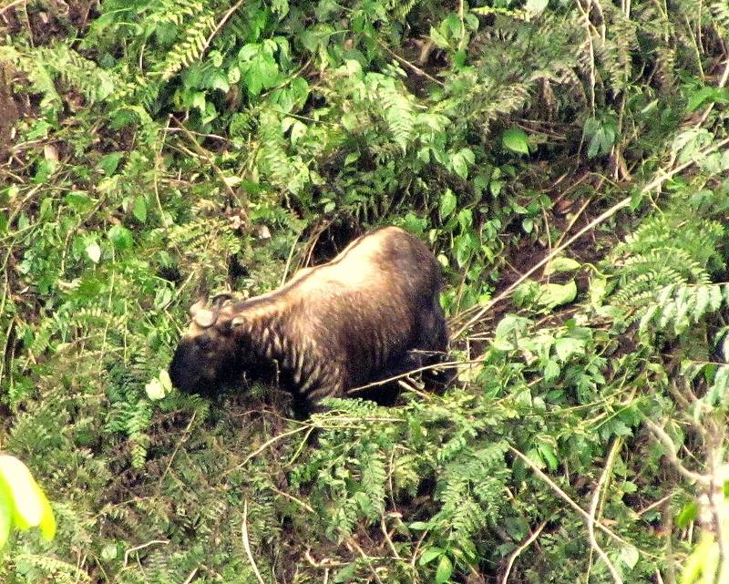 A takin, Bhutan's national animal, in Jigme Dorji National Park.