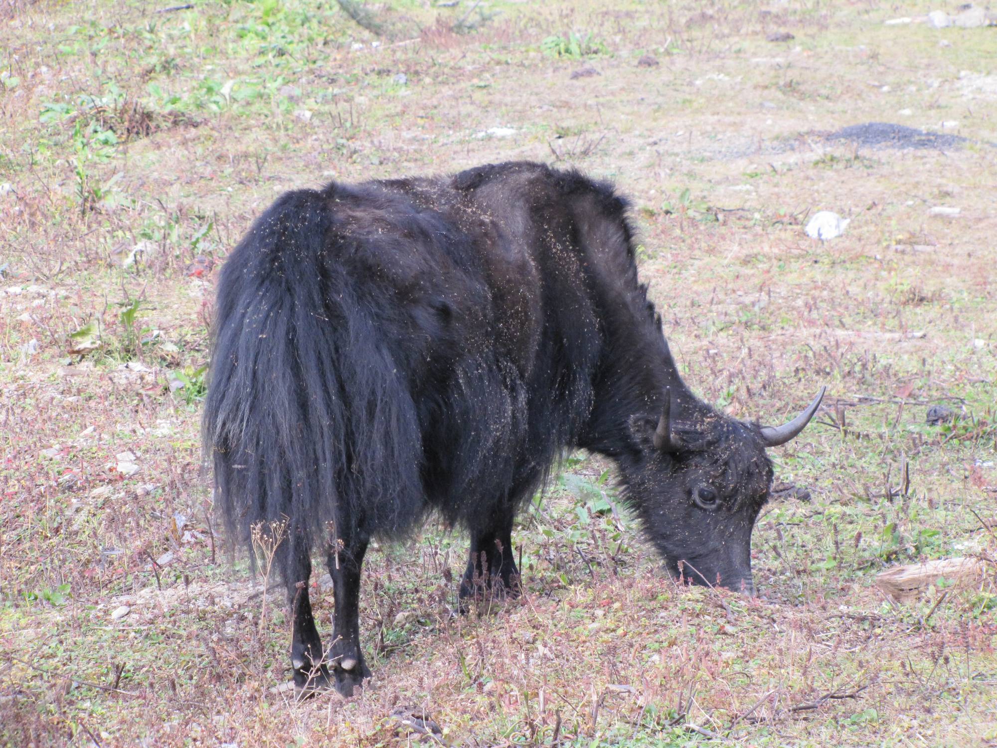 A yak grazing on a highland pasture in Bhutan